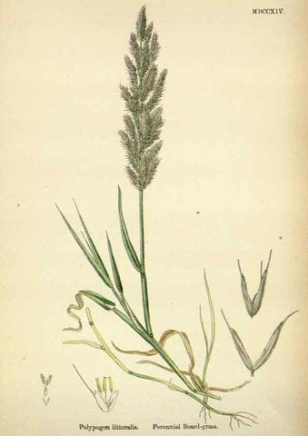 Reproducción/Reproduction 48750075028: English botany, or, Coloured figures of British plants /. London :R. Hardwicke,1863-1886.. 