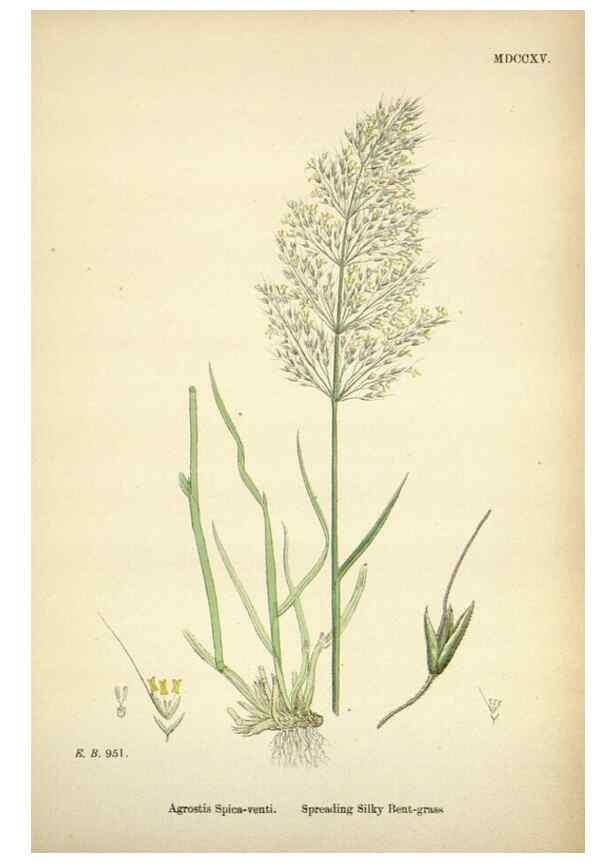 Reproducción/Reproduction 48750402411: English botany, or, Coloured figures of British plants /. London :R. Hardwicke,1863-1886.. 