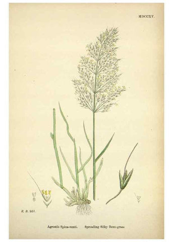 Reproducción/Reproduction 48750402411: English botany, or, Coloured figures of British plants /. London :R. Hardwicke,1863-1886.. 