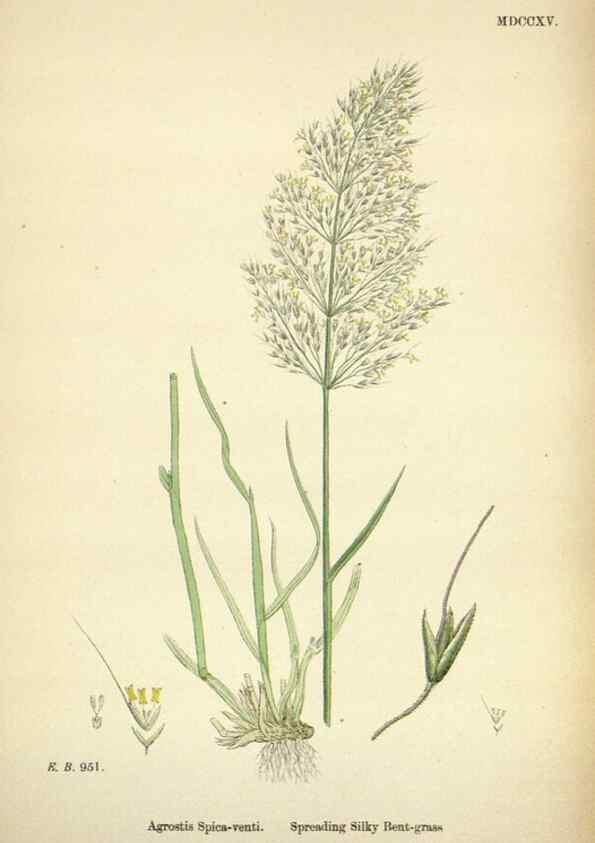 Reproducción/Reproduction 48750402411: English botany, or, Coloured figures of British plants /. London :R. Hardwicke,1863-1886.. 