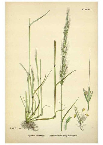 Reproducción/Reproduction 48750075928: English botany, or, Coloured figures of British plants /. London :R. Hardwicke,1863-1886.. 