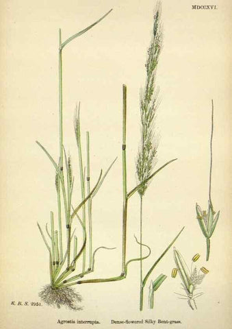 Reproducción/Reproduction 48750075928: English botany, or, Coloured figures of British plants /. London :R. Hardwicke,1863-1886.. 