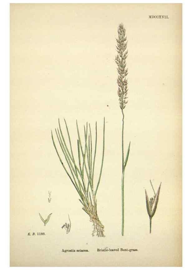 Reproducción/Reproduction 48750403571: English botany, or, Coloured figures of British plants /. London :R. Hardwicke,1863-1886.. 