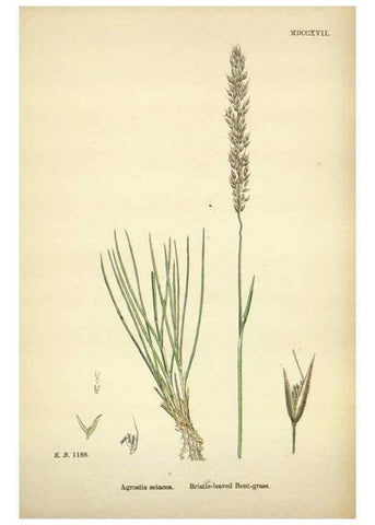 Reproducción/Reproduction 48750403571: English botany, or, Coloured figures of British plants /. London :R. Hardwicke,1863-1886.. 