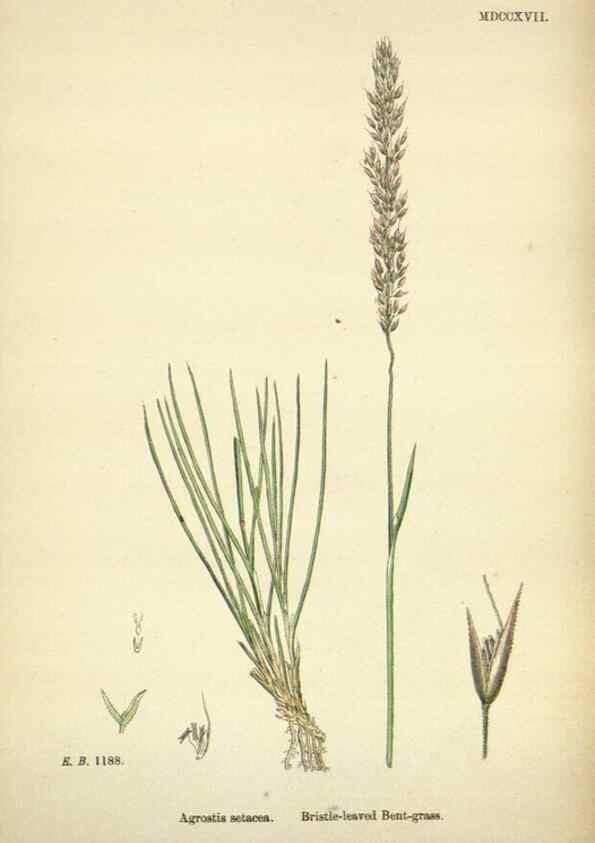 Reproducción/Reproduction 48750403571: English botany, or, Coloured figures of British plants /. London :R. Hardwicke,1863-1886.. 