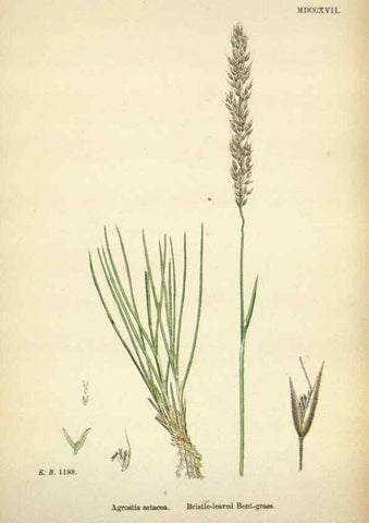 Reproducción/Reproduction 48750403571: English botany, or, Coloured figures of British plants /. London :R. Hardwicke,1863-1886.. 
