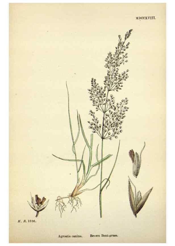 Reproducción/Reproduction 48750592827: English botany, or, Coloured figures of British plants /. London :R. Hardwicke,1863-1886.. 