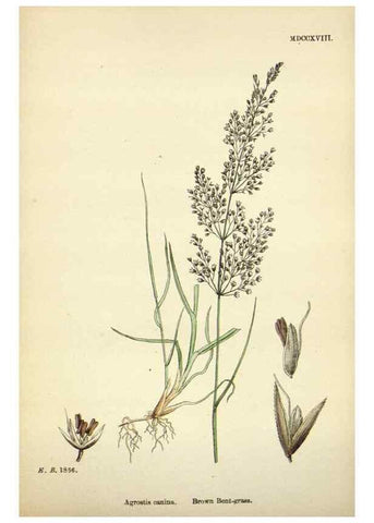 Reproducción/Reproduction 48750592827: English botany, or, Coloured figures of British plants /. London :R. Hardwicke,1863-1886.. 