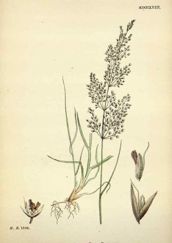 Reproducción/Reproduction 48750592827: English botany, or, Coloured figures of British plants /. London :R. Hardwicke,1863-1886.. 