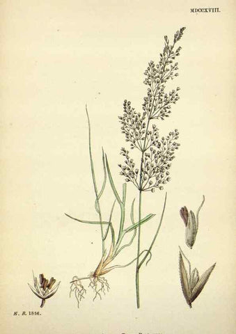 Reproducción/Reproduction 48750592827: English botany, or, Coloured figures of British plants /. London :R. Hardwicke,1863-1886.. 
