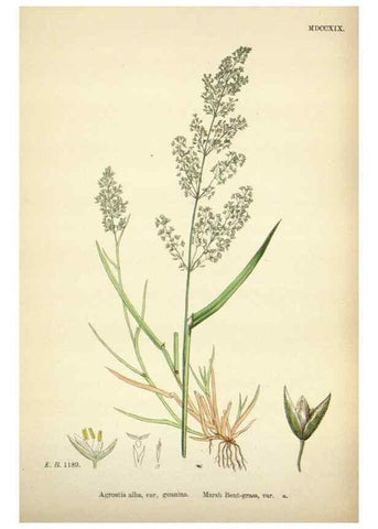 Reproducción/Reproduction 48750077908: English botany, or, Coloured figures of British plants /. London :R. Hardwicke,1863-1886.. 
