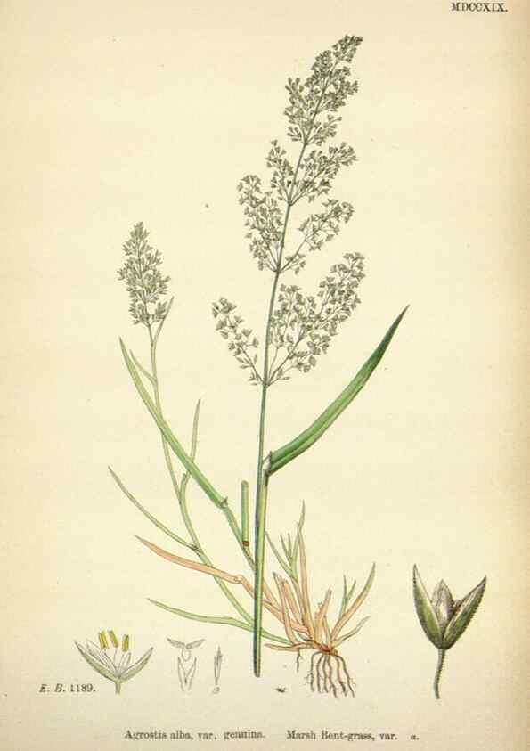Reproducción/Reproduction 48750077908: English botany, or, Coloured figures of British plants /. London :R. Hardwicke,1863-1886.. 