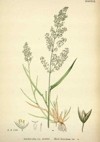 Reproducción/Reproduction 48750077908: English botany, or, Coloured figures of British plants /. London :R. Hardwicke,1863-1886.. 