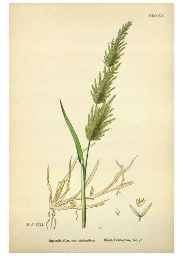 Reproducción/Reproduction 48750405531: English botany, or, Coloured figures of British plants /. London :R. Hardwicke,1863-1886.. 