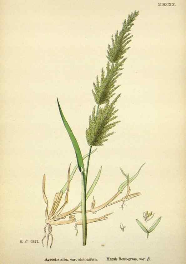 Reproducción/Reproduction 48750405531: English botany, or, Coloured figures of British plants /. London :R. Hardwicke,1863-1886.. 