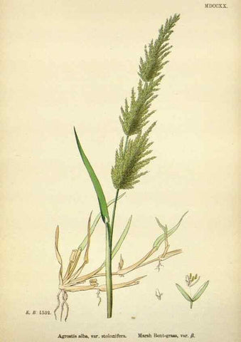 Reproducción/Reproduction 48750405531: English botany, or, Coloured figures of British plants /. London :R. Hardwicke,1863-1886.. 