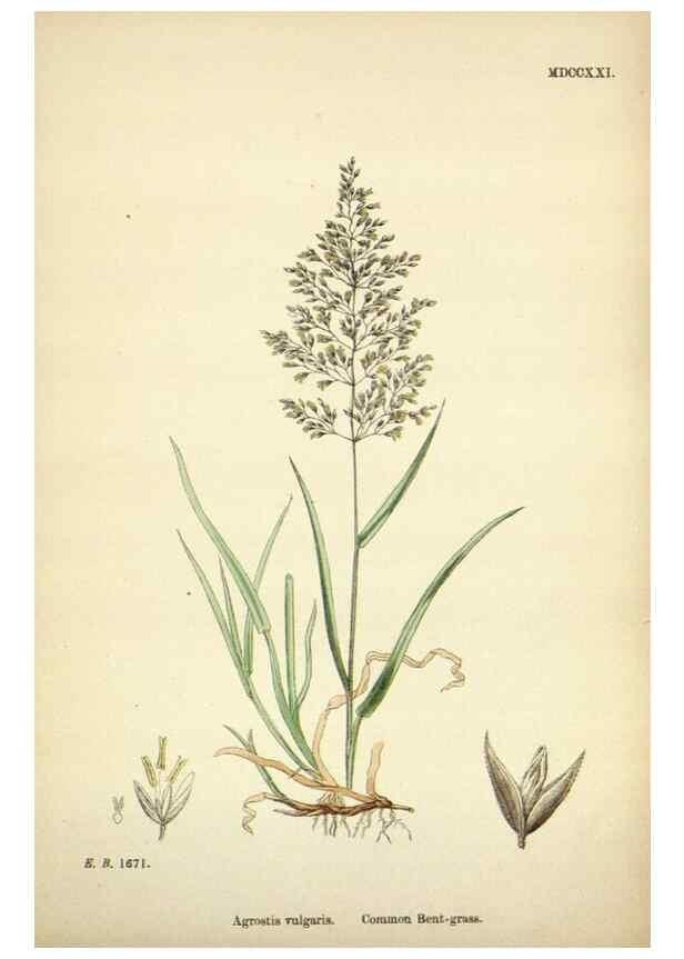Reproducción/Reproduction 48750406221: English botany, or, Coloured figures of British plants /. London :R. Hardwicke,1863-1886.. 