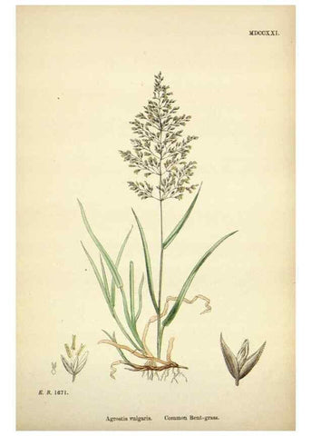 Reproducción/Reproduction 48750406221: English botany, or, Coloured figures of British plants /. London :R. Hardwicke,1863-1886.. 