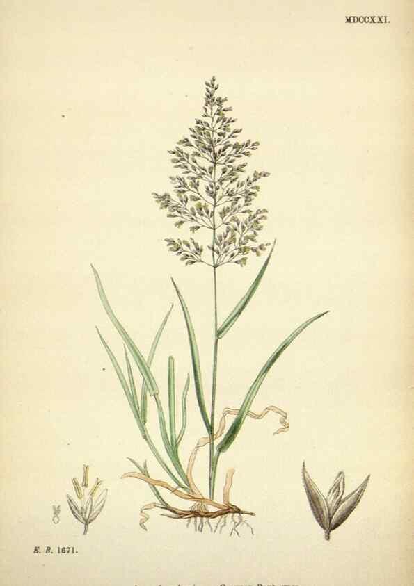Reproducción/Reproduction 48750406221: English botany, or, Coloured figures of British plants /. London :R. Hardwicke,1863-1886.. 