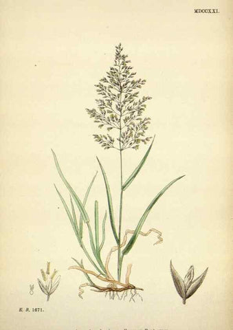 Reproducción/Reproduction 48750406221: English botany, or, Coloured figures of British plants /. London :R. Hardwicke,1863-1886.. 