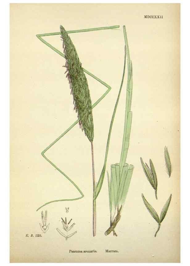 Reproducción/Reproduction 48750406976: English botany, or, Coloured figures of British plants /. London :R. Hardwicke,1863-1886.. 