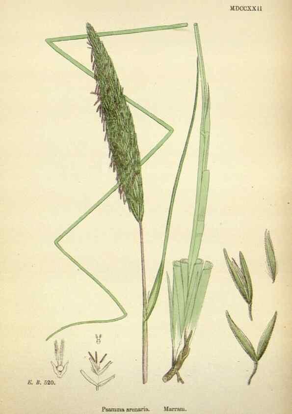 Reproducción/Reproduction 48750406976: English botany, or, Coloured figures of British plants /. London :R. Hardwicke,1863-1886.. 