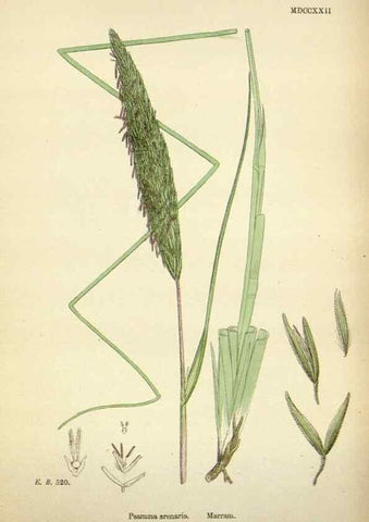 Reproducción/Reproduction 48750406976: English botany, or, Coloured figures of British plants /. London :R. Hardwicke,1863-1886.. 