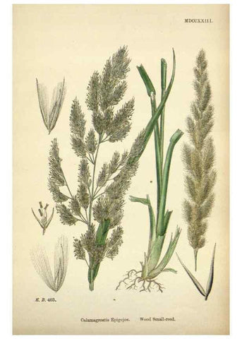 Reproducción/Reproduction 48750080523: English botany, or, Coloured figures of British plants /. London :R. Hardwicke,1863-1886.. 
