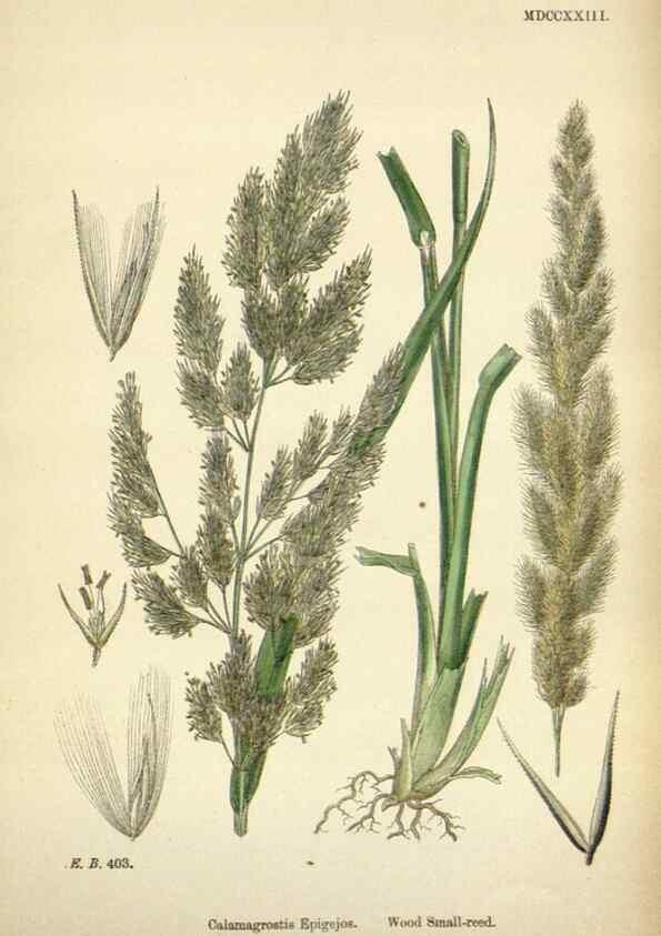 Reproducción/Reproduction 48750080523: English botany, or, Coloured figures of British plants /. London :R. Hardwicke,1863-1886.. 