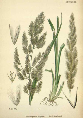 Reproducción/Reproduction 48750080523: English botany, or, Coloured figures of British plants /. London :R. Hardwicke,1863-1886.. 