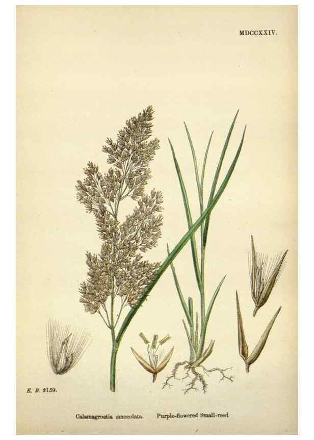 Reproducción/Reproduction 48750408171: English botany, or, Coloured figures of British plants /. London :R. Hardwicke,1863-1886.. 