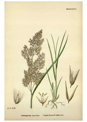 Reproducción/Reproduction 48750408171: English botany, or, Coloured figures of British plants /. London :R. Hardwicke,1863-1886.. 