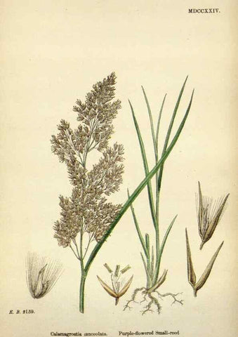 Reproducción/Reproduction 48750408171: English botany, or, Coloured figures of British plants /. London :R. Hardwicke,1863-1886.. 