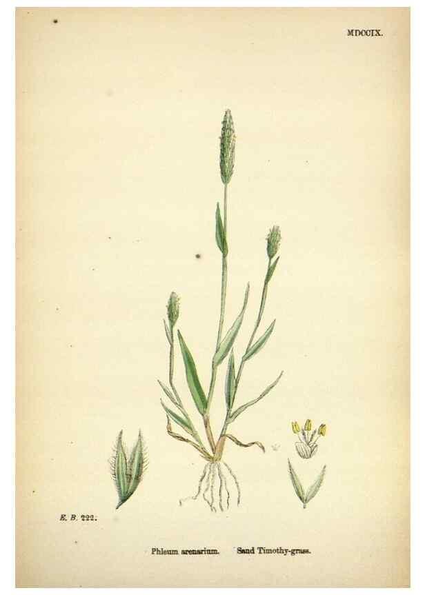 Reproducción/Reproduction 48750071938: English botany, or, Coloured figures of British plants /. London :R. Hardwicke,1863-1886.. 