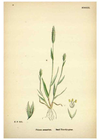 Reproducción/Reproduction 48750071938: English botany, or, Coloured figures of British plants /. London :R. Hardwicke,1863-1886.. 