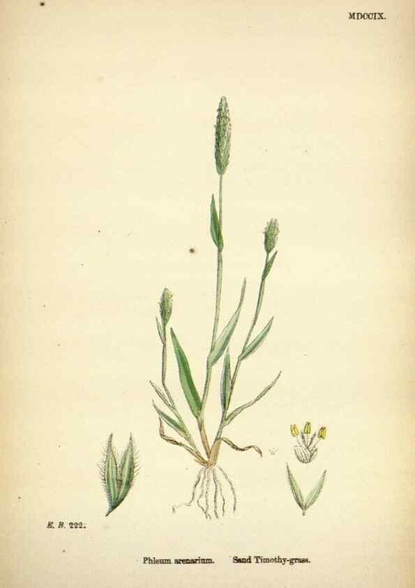 Reproducción/Reproduction 48750071938: English botany, or, Coloured figures of British plants /. London :R. Hardwicke,1863-1886.. 
