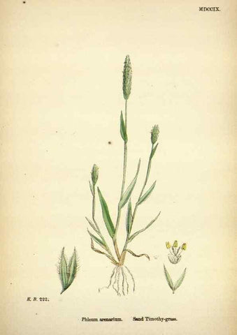 Reproducción/Reproduction 48750071938: English botany, or, Coloured figures of British plants /. London :R. Hardwicke,1863-1886.. 