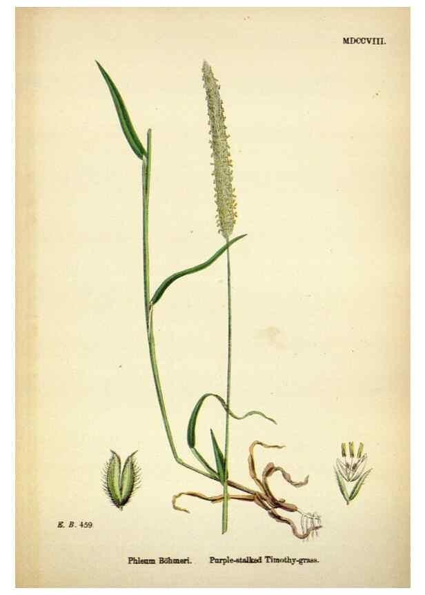 Reproducción/Reproduction 48750071608: English botany, or, Coloured figures of British plants /. London :R. Hardwicke,1863-1886.. 
