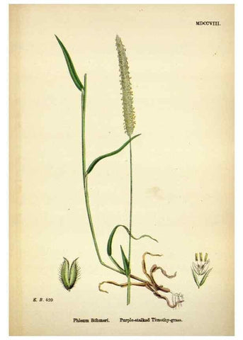 Reproducción/Reproduction 48750071608: English botany, or, Coloured figures of British plants /. London :R. Hardwicke,1863-1886.. 