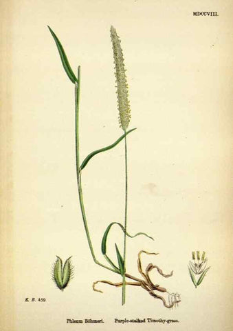 Reproducción/Reproduction 48750071608: English botany, or, Coloured figures of British plants /. London :R. Hardwicke,1863-1886.. 