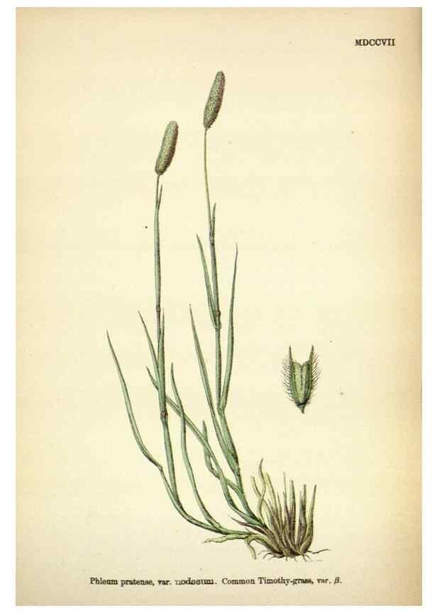 Reproducción/Reproduction 48750398161: English botany, or, Coloured figures of British plants /. London :R. Hardwicke,1863-1886.. 