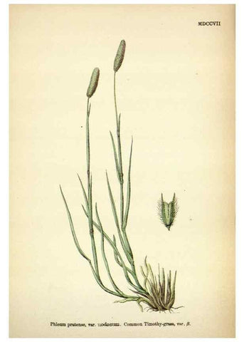 Reproducción/Reproduction 48750398161: English botany, or, Coloured figures of British plants /. London :R. Hardwicke,1863-1886.. 