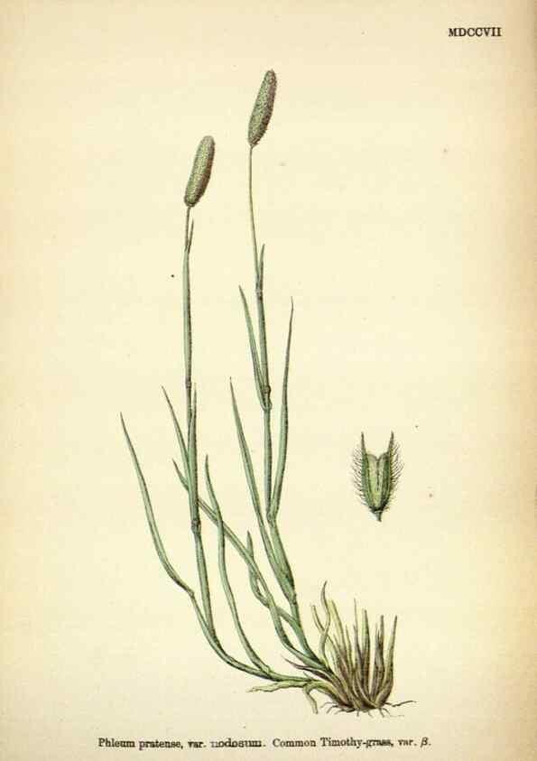 Reproducción/Reproduction 48750398161: English botany, or, Coloured figures of British plants /. London :R. Hardwicke,1863-1886.. 