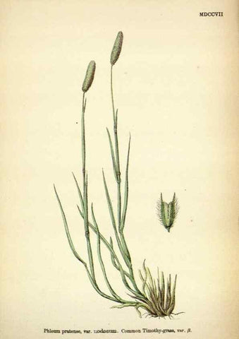 Reproducción/Reproduction 48750398161: English botany, or, Coloured figures of British plants /. London :R. Hardwicke,1863-1886.. 