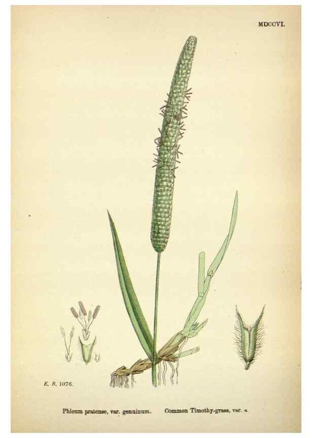 Reproducción/Reproduction 48750586532: English botany, or, Coloured figures of British plants /. London :R. Hardwicke,1863-1886.. 