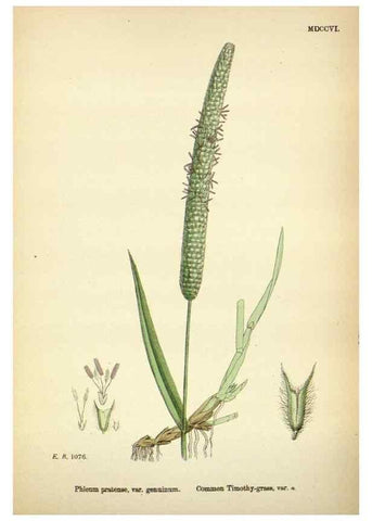 Reproducción/Reproduction 48750586532: English botany, or, Coloured figures of British plants /. London :R. Hardwicke,1863-1886.. 