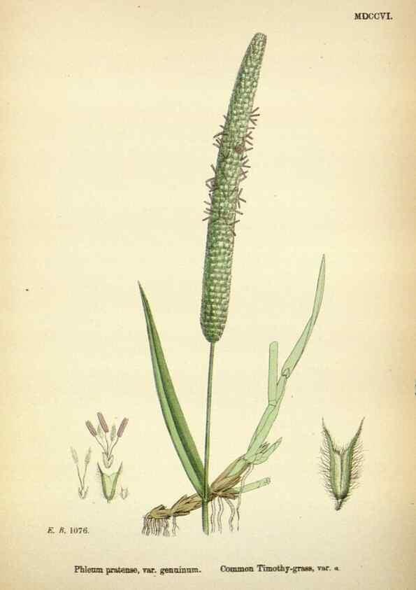 Reproducción/Reproduction 48750586532: English botany, or, Coloured figures of British plants /. London :R. Hardwicke,1863-1886.. 