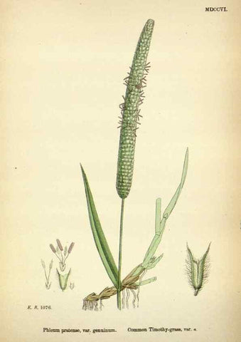 Reproducción/Reproduction 48750586532: English botany, or, Coloured figures of British plants /. London :R. Hardwicke,1863-1886.. 