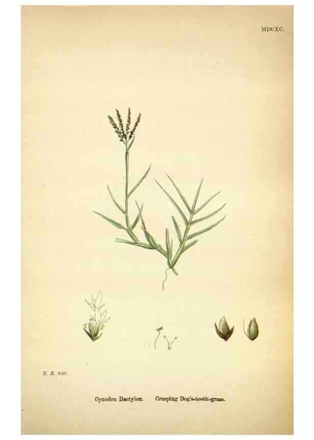 Reproducción/Reproduction 48750063488: English botany, or, Coloured figures of British plants /. London :R. Hardwicke,1863-1886.. 