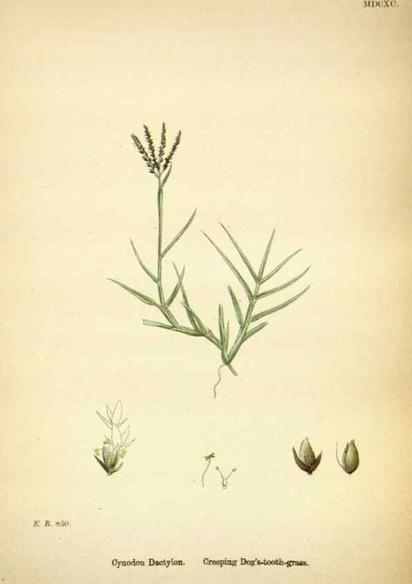 Reproducción/Reproduction 48750063488: English botany, or, Coloured figures of British plants /. London :R. Hardwicke,1863-1886.. 
